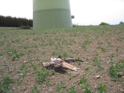 Warum Windkraftanlagen eine schlechte Ökobilanz haben