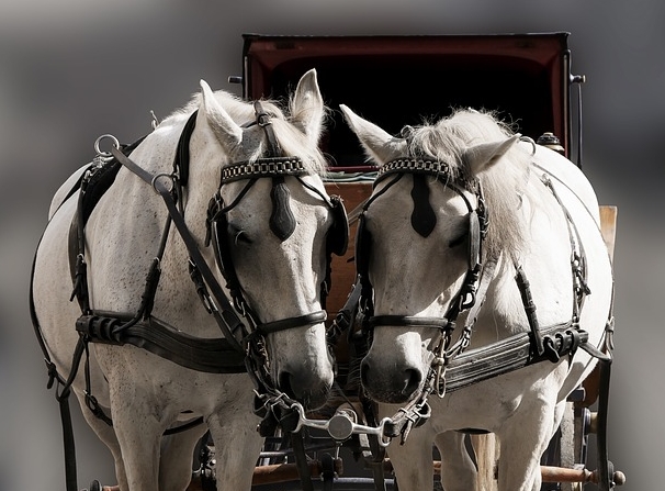 Grüne und Linke: Flächendeckendes Tempo 30